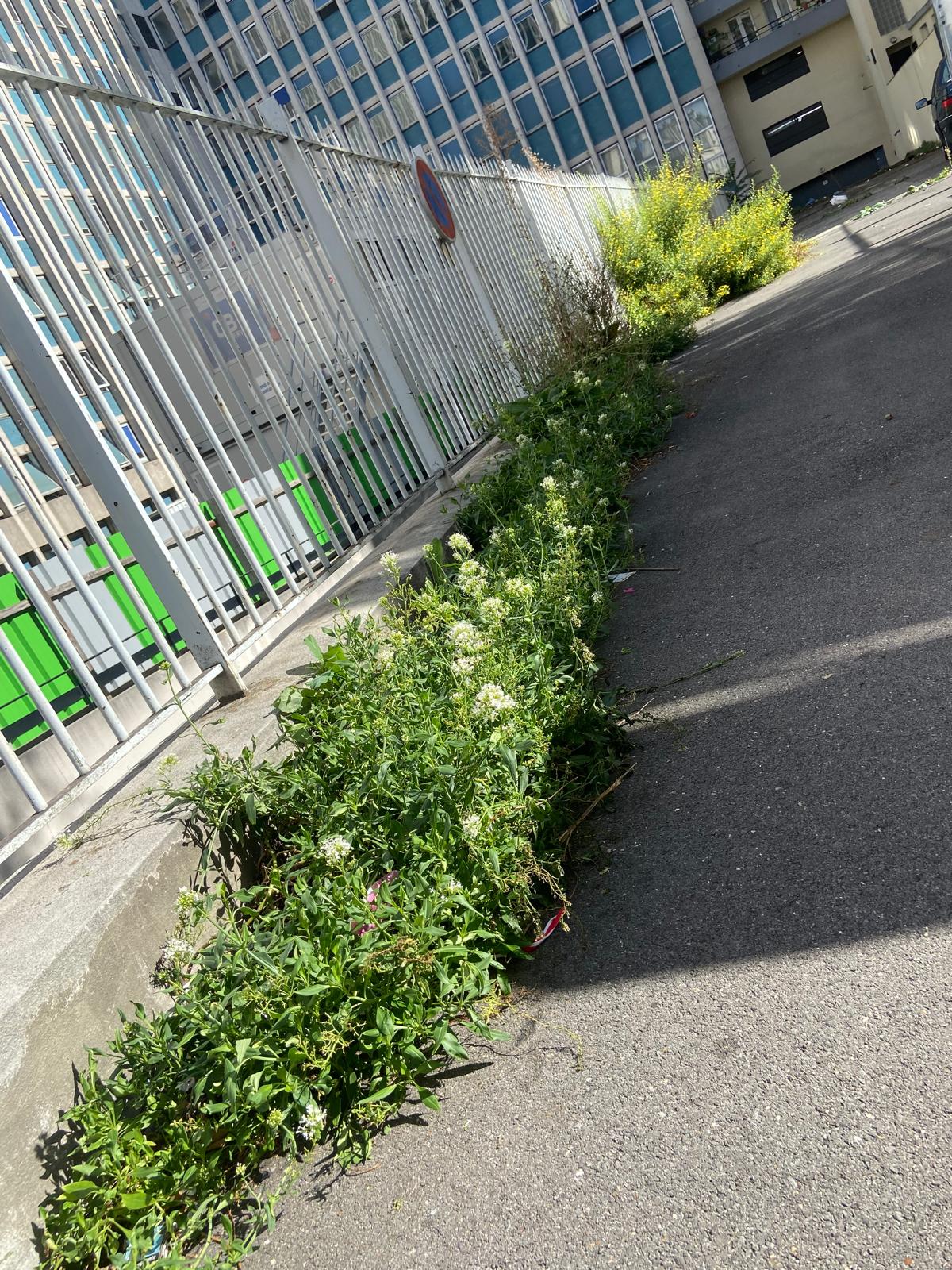 Désherbage et entretien